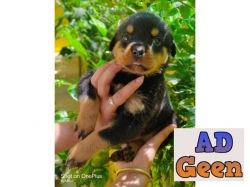 used Rottweiler pups for sale for sale 
